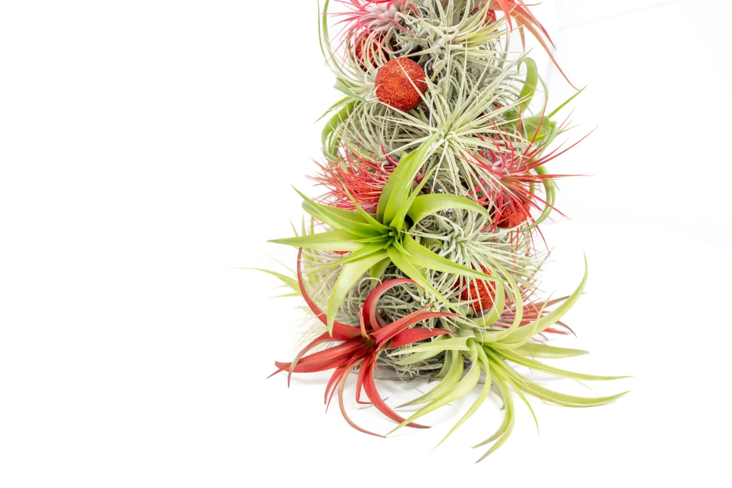 BULK DISCOUNT PRE-ORDER: 12 Inch Tall Handmade Air Plant Christmas Tree With 50 Living Tillandsias 5 BULK DISCOUNT PRE-ORDER: 12 Inch Tall Handmade Air Plant Christmas Tree With 50 Living Tillandsias - Image 5