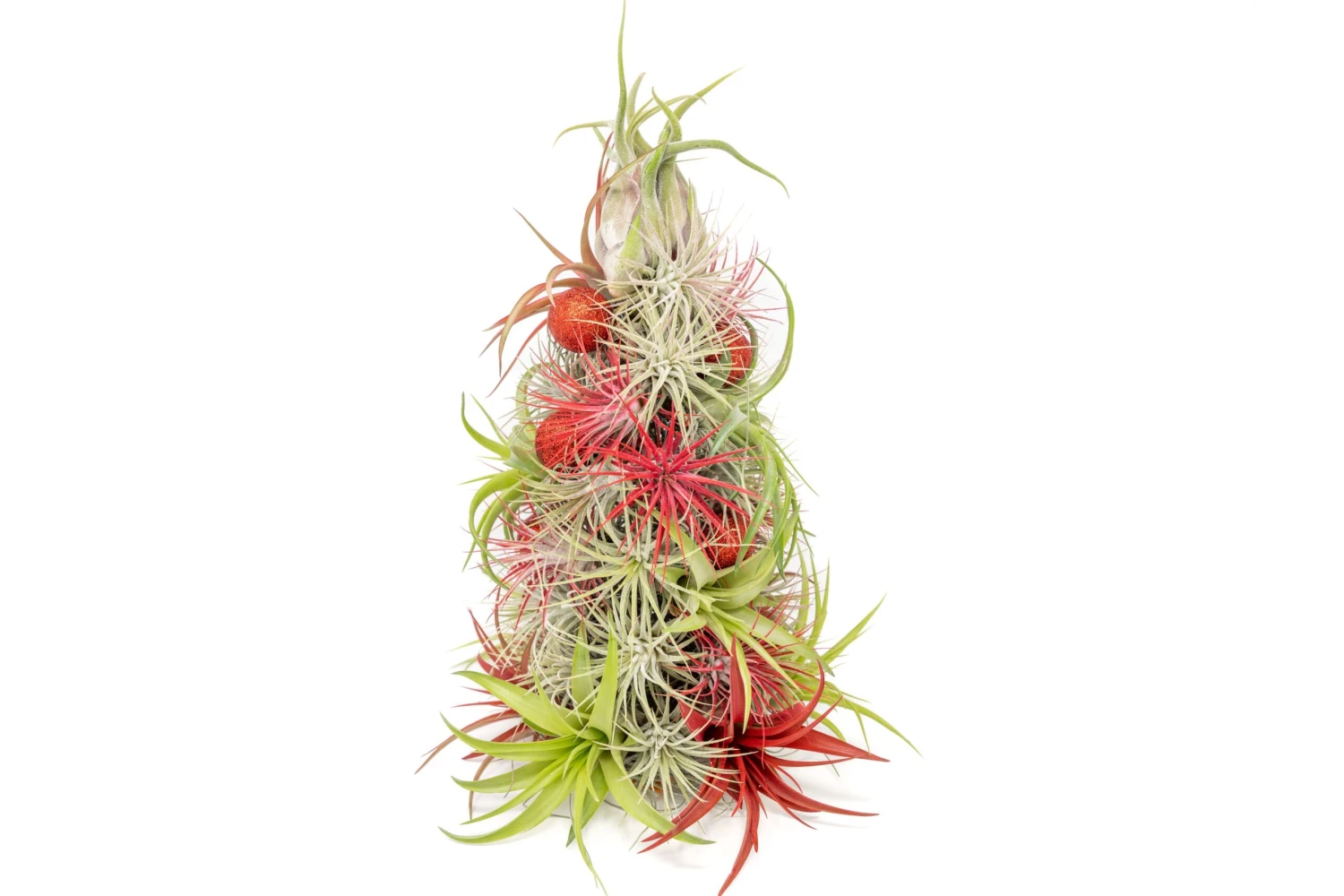 BULK DISCOUNT PRE-ORDER: 12 Inch Tall Handmade Air Plant Christmas Tree With 50 Living Tillandsias 3 BULK DISCOUNT PRE-ORDER: 12 Inch Tall Handmade Air Plant Christmas Tree With 50 Living Tillandsias - Image 3