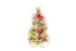 PRE-ORDER: 12 Inch Tall Handmade Air Plant Christmas Tree With 50 Living Tillandsias -Air plant supply co. AirPlantTillandsiaChristmasTree 7 61fa093d 8627 40dc b619 cf639613a911