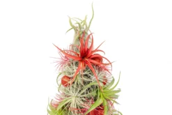 BULK DISCOUNT PRE-ORDER: 12 Inch Tall Handmade Air Plant Christmas Tree With 50 Living Tillandsias -Air plant supply co. AirPlantTillandsiaChristmasTree 8 scaled