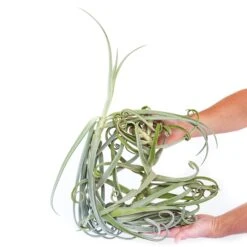 Tillandsia Duratii - Multiple Sizes - Limited Quantities -Air plant supply co. Air Plant TillandsiDuratii