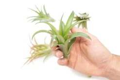 Tillandsia Abdita Brachycaulos Air Plants - Set Of 10, 20 Or 30 - 60% Off 7 Tillandsia Abdita Brachycaulos Air Plants - Set Of 10, 20 Or 30 - 60% Off -Air plant supply co. Air Plant Tillandsia Abdita 1 1