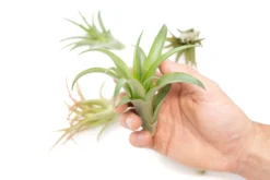 Tillandsia Abdita Brachycaulos Air Plants - Set Of 10, 20 Or 30 - 60% Off -Air plant supply co. Air Plant Tillandsia Abdita 1 1 scaled