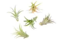 Tillandsia Abdita Brachycaulos Air Plants -Air plant supply co. Air Plant Tillandsia Abdita 2 2b448844 4e4a 4aa8 b698 1f2196f8ca2f scaled