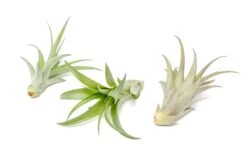 Tillandsia Abdita Brachycaulos Air Plants -Air plant supply co. Air Plant Tillandsia Abdita 3 1 b069f8ee 1d78 4392 b901 5f9aefd0976a
