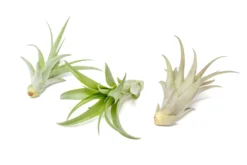 Tillandsia Abdita Brachycaulos Air Plants -Air plant supply co. Air Plant Tillandsia Abdita 3 1 b069f8ee 1d78 4392 b901 5f9aefd0976a scaled