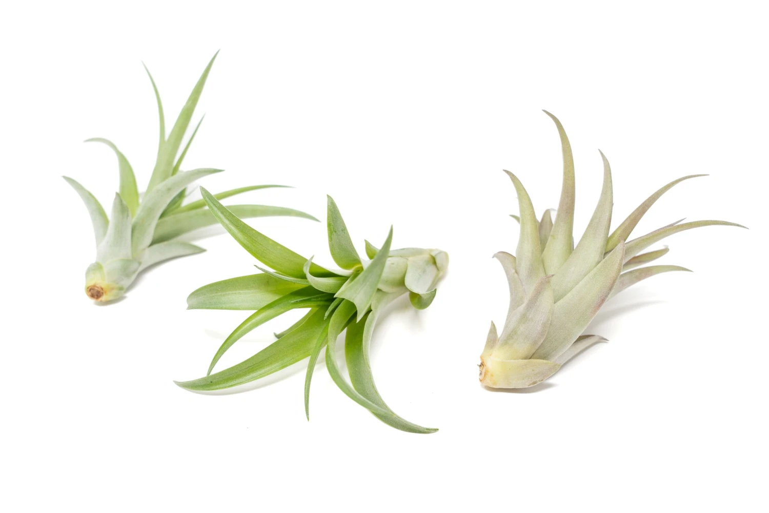 Tillandsia Abdita Brachycaulos Air Plants - Set Of 10, 20 Or 30 - 60% Off 5 Tillandsia Abdita Brachycaulos Air Plants - Set Of 10, 20 Or 30 - 60% Off - Image 5