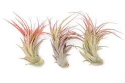 Large Tillandsia Abdita Brachycaulos Air Plants / 5-6 Inch Plants -Air plant supply co. Air Plant Tillandsia Abdita Large Blush 1
