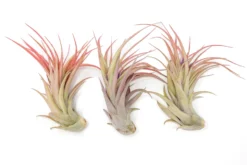 Large Tillandsia Abdita Brachycaulos Air Plants / 5-6 Inch Plants -Air plant supply co. Air Plant Tillandsia Abdita Large Blush 1 scaled