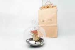 Gift Wrapped Terrarium Kits With Tillandsia Air Plants -Air plant supply co. Air Plant Tillandsia Accessory 68 scaled