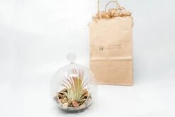 Gift Wrapped Terrarium Kits With Tillandsia Air Plants -Air plant supply co. Air Plant Tillandsia Accessory 69 scaled