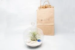 Gift Wrapped Terrarium Kits With Tillandsia Air Plants -Air plant supply co. Air Plant Tillandsia Accessory 72 scaled