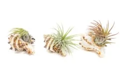 Longspine Murex Seashell With Tillandsia Ionantha Air Plant -Air plant supply co. Air Plant Tillandsia Accessory Black Murex Shell 7 scaled