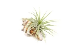 Sets Of 3, 6, Or 9 Longspine Murex Seashells With Tillandsia Ionantha Air Plants -Air plant supply co. Air Plant Tillandsia Accessory Black Murex Shell 8 1d900fd3 4b31 4bce 9fb6 3bdcb72a160b scaled