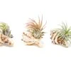 Sets Of 3, 6, Or 9 Longspine Murex Seashells With Tillandsia Ionantha Air Plants