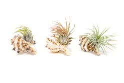 Sets Of 3, 6, Or 9 Longspine Murex Seashells With Tillandsia Ionantha Air Plants