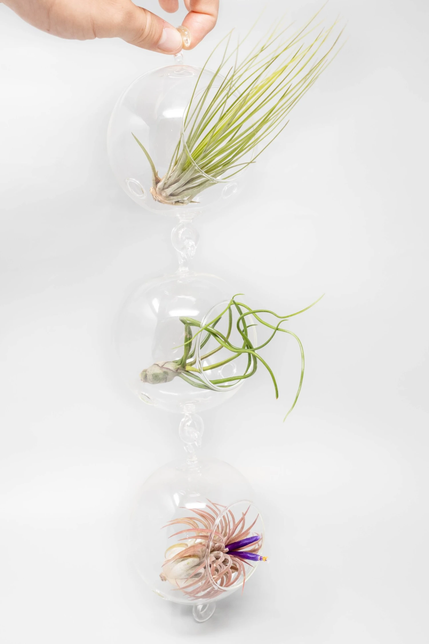 Vertical Garden Display Featuring 6 Terrariums With Double Hooks And Air Plants - Image 3