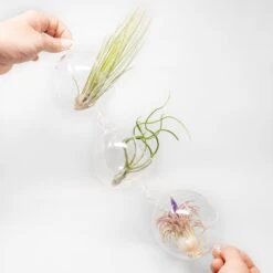 Hanging Globe Terrariums With Double-Hooks -Air plant supply co. Air Plant Tillandsia Accessory Double Hook Terrarium Plants 4 scaled
