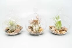 Terrarium Globe With Flat Bottom, Air Plant & River Stones -Air plant supply co. Air Plant Tillandsia Accessory Flat Bottom Terrarium River Rocks Ionantha 2 scaled