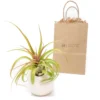 Gift Wrapped Large Ivory Ceramic Vase With Custom Tillandsia Air Plant