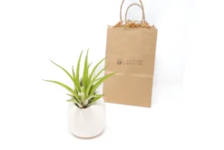 Gift Wrapped Large Ivory Ceramic Vase With Custom Tillandsia Air Plant -Air plant supply co. Air Plant Tillandsia Accessory Large Ivory Velutina Gift Bag 1 scaled