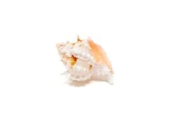 Pink Murex Seashell With Tillandsia Ionantha Air Plant -Air plant supply co. Air Plant Tillandsia Accessory Pink Murex Shell 1 scaled