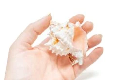 Pink Murex Seashells With Tillandsia Ionantha Air Plants -Air plant supply co. Air Plant Tillandsia Accessory Pink Murex Shell 2 389d860c 9444 4ef8 b446 bdb2f1929b54 scaled