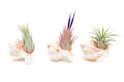 Pink Murex Seashell With Tillandsia Ionantha Air Plant -Air plant supply co. Air Plant Tillandsia Accessory Pink Murex Shell 4 scaled