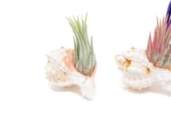 Pink Murex Seashells With Tillandsia Ionantha Air Plants -Air plant supply co. Air Plant Tillandsia Accessory Pink Murex Shell 5 0c655665 8577 420a bc1a 7526ab2c92c6 scaled