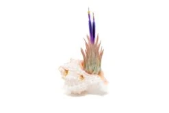 Pink Murex Seashell With Tillandsia Ionantha Air Plant