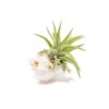 Pink Murex Seashell With Tillandsia Velutina Air Plant