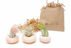 Gift Wrapped Pink Urchins With Tillandsia Air Plants