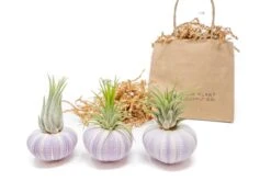Gift Wrapped Purple Urchins With Tillandsia Air Plants