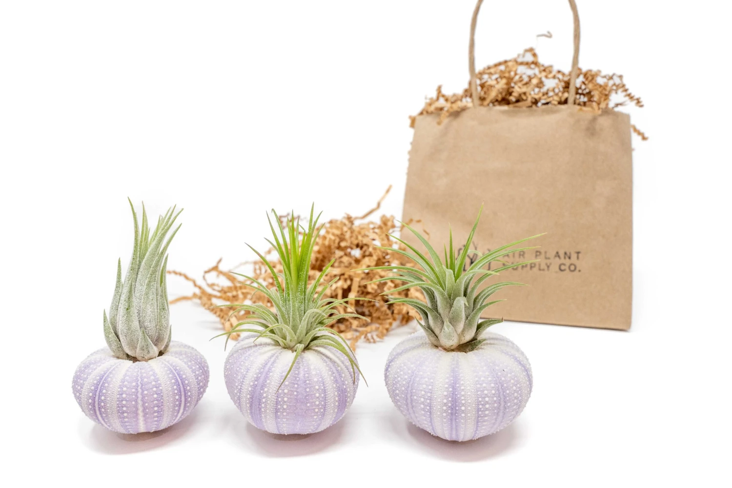 Gift Wrapped Purple Urchins With Tillandsia Air Plants 1 Gift Wrapped Purple Urchins With Tillandsia Air Plants