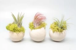 Natural Seed Pod Containers With Tillandsia Ionantha Air Plants -Air plant supply co. Air Plant Tillandsia Accessory Seed Pod 3 1 scaled