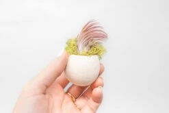Natural Seed Pod Containers With Tillandsia Ionantha Air Plants