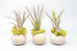 Natural Seed Pod Container With Assorted Tillandsia Air Plant -Air plant supply co. Air Plant Tillandsia Accessory Seed Pod 5 scaled