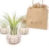 Gift Wrapped Sputnik Urchins With Tillandsia Air Plants