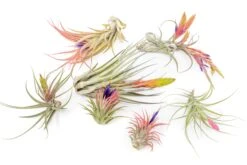SALE - Tillandsia Air Plant Color, Blush & Bud Pack - Set Of 10 Or 20 - 35% Off -Air plant supply co. Air Plant Tillandsia Blooming Plants 2