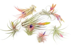 SALE - Tillandsia Air Plant Color, Blush & Bud Pack - Set Of 10 Or 20 - 35% Off -Air plant supply co. Air Plant Tillandsia Blooming Plants 2 scaled