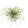 Tillandsia Butzii Air Plant Clumps