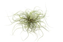 Tillandsia Butzii Air Plant Clumps