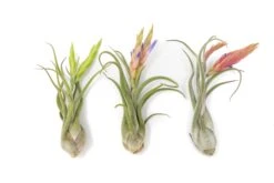 SALE - Tillandsia Caput Medusae Air Plants - Set Of 10 Or 20 - 70% Off -Air plant supply co. Air Plant Tillandsia Caput Medusae Bloom 1