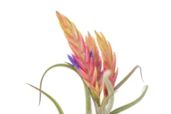 SALE - Tillandsia Caput Medusae Air Plants - Set Of 10 Or 20 - 70% Off -Air plant supply co. Air Plant Tillandsia Caput Medusae Bloom 3 scaled