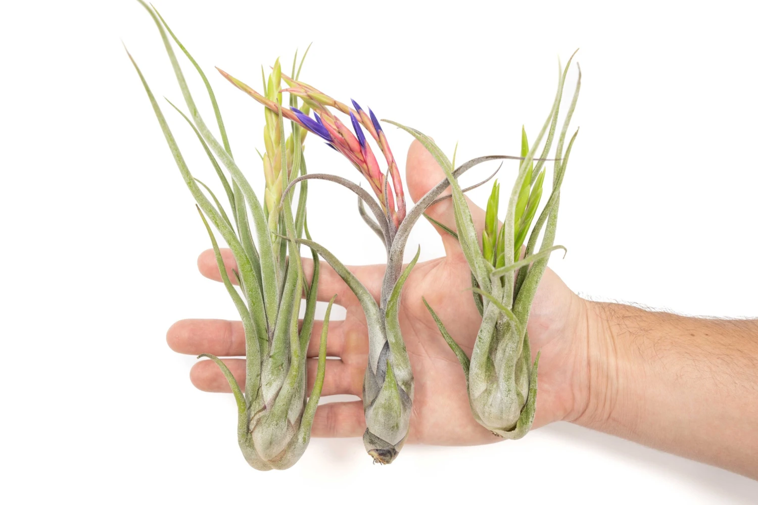 Large Tillandsia Caput Medusae Air Plants / 5-8 Inch Plants 1 Large Tillandsia Caput Medusae Air Plants / 5-8 Inch Plants