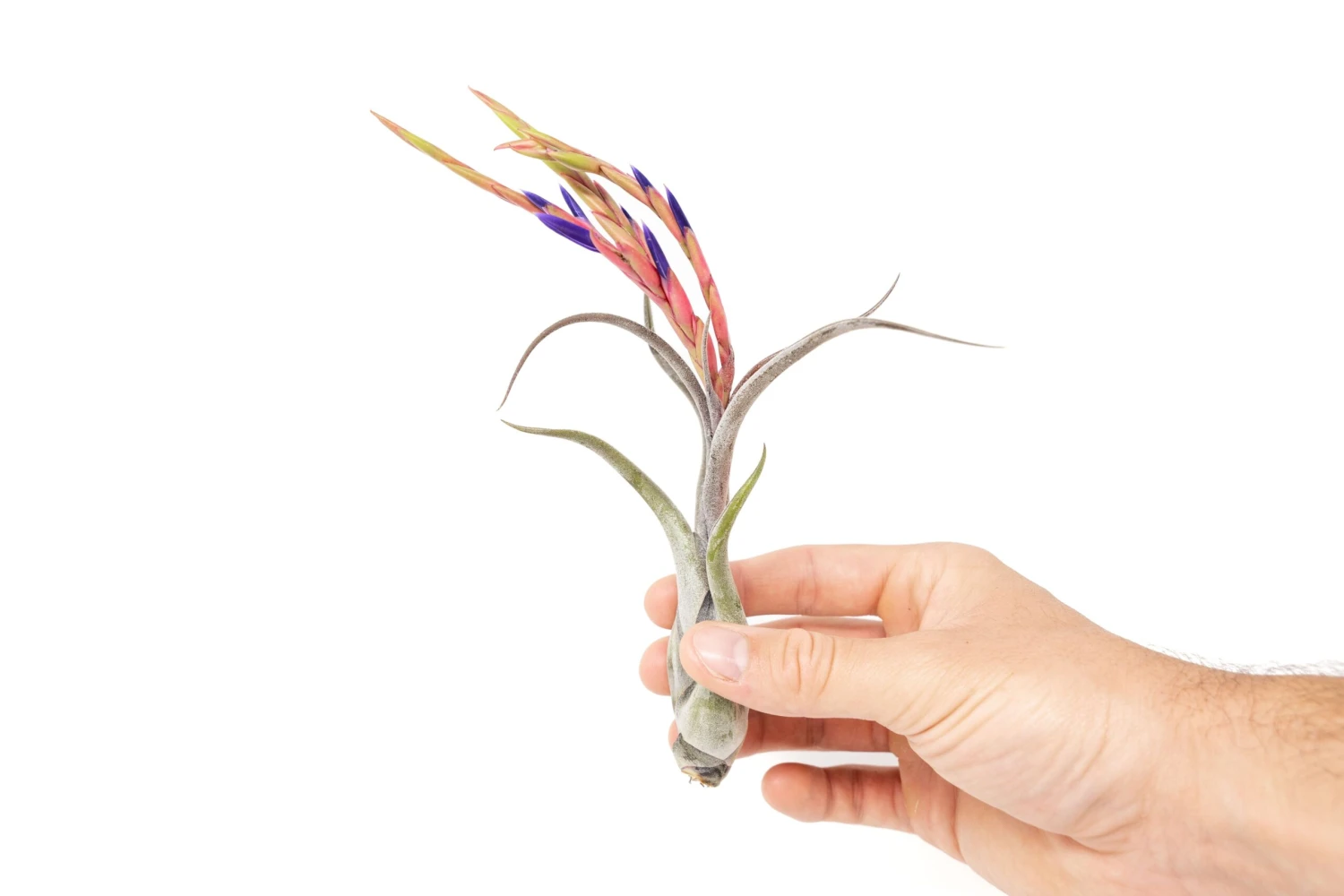 Large Tillandsia Caput Medusae Air Plants / 5-8 Inch Plants 4 Large Tillandsia Caput Medusae Air Plants / 5-8 Inch Plants - Image 4