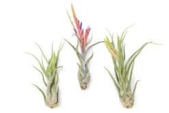 Large Tillandsia Caput Medusae Air Plants / 5-8 Inch Plants -Air plant supply co. Air Plant Tillandsia Caput Medusae Large Bloom 3 scaled