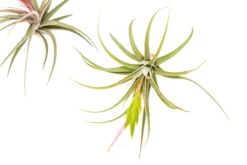 Tillandsia Concolor Air Plants -Air plant supply co. Air Plant Tillandsia Concolor 2 scaled