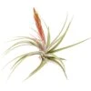 Tillandsia Concolor Air Plants