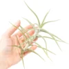 Tillandsia Diaguitensis Air Plants